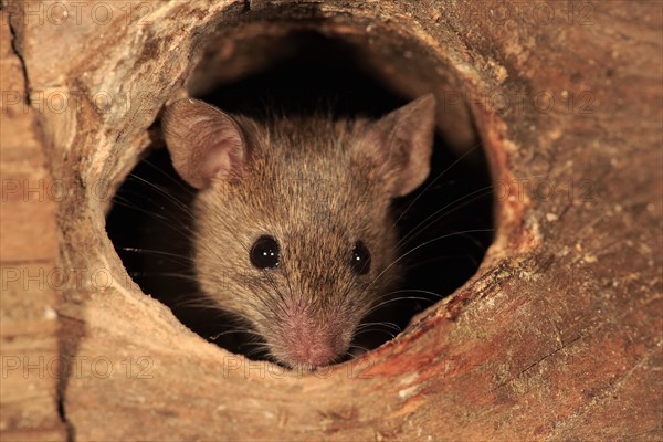 House mouse (Mus musculus)