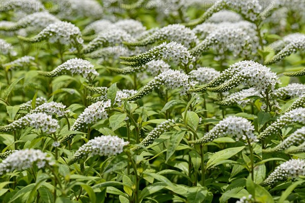 Gooseneck loosestrife (Lysimachia clethroides)