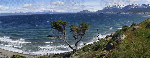 Tousled tree at the Beagle Canal