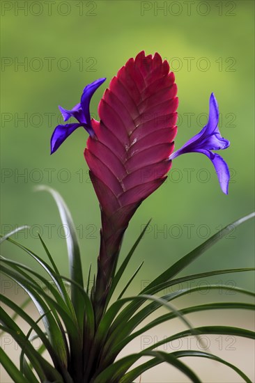 Blue tillandsia (tillandsia cyanea)