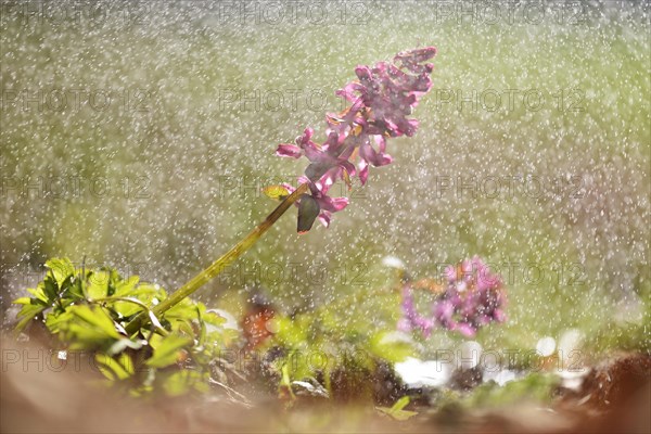 Hollow larkspur (Corydalis cava) in drizzle