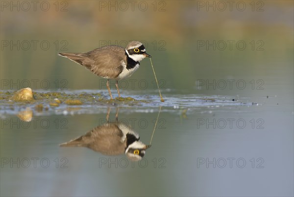 Little ringed plover (Charadrius dubius) searching for food in the shallow water of an abandoned gravel pit