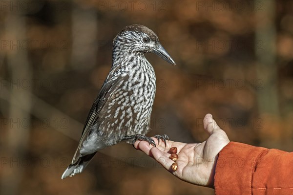 Spotted nutcracker (Nucifraga caryocatactes) eats hazelnuts by hand