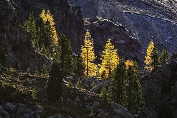 Larch in autumn