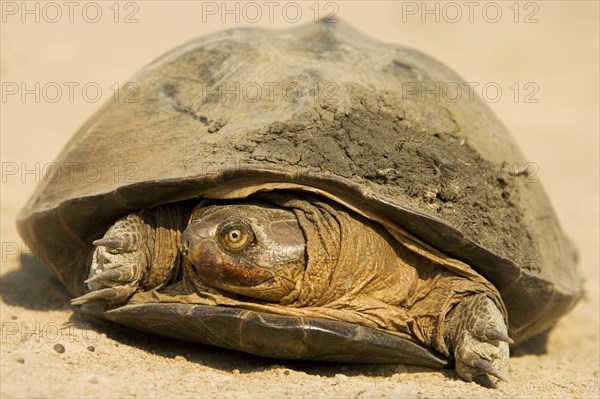 Pan Hinged Terrapin (Pelusios subniger)