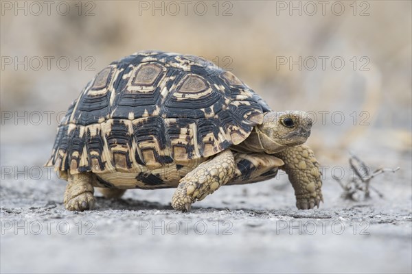 Home's hinge-back tortoise (Kinixys spekii)