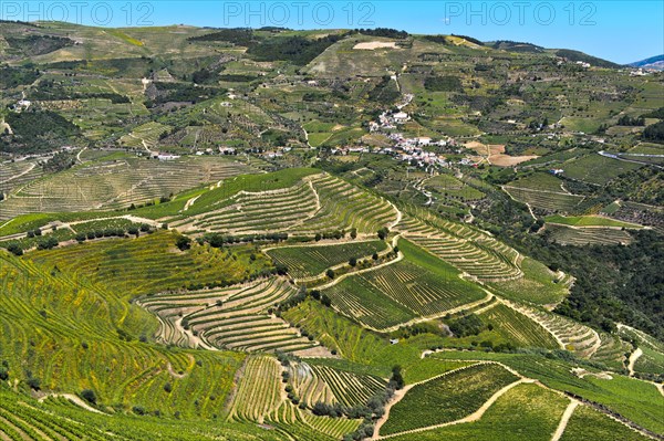 Vineyard region Alto Douro in the valley of the Rio Pinhao