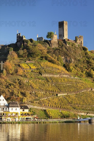 Ruins of Metternich Castle with vineyard