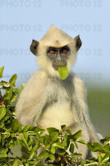 Tufted gray langur (Semnopithecus priam)