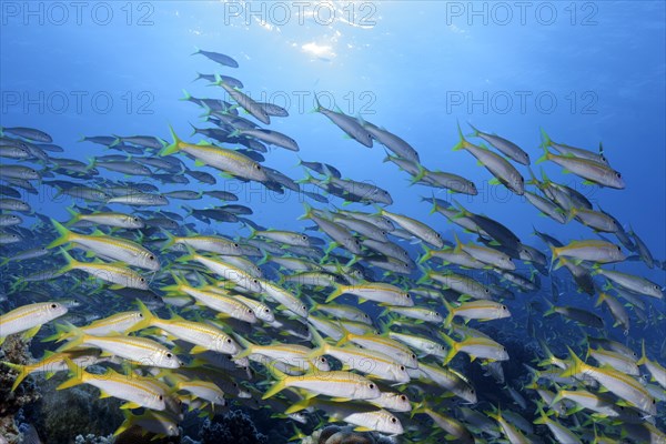 Swarm Yellowfin goatfishes (Mulloidichthys vanicolensis)