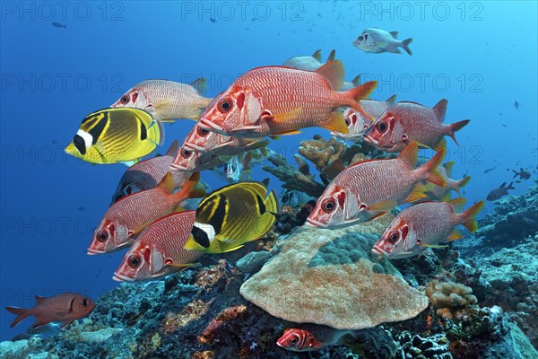 Swarm Sabre squirrelfish (Sargocentron spiniferum)