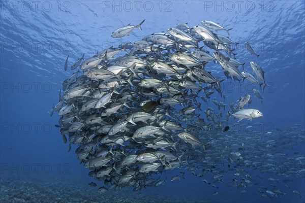 Swarm Bigeye trevallies (Caranx sexfasciatus) in the blue water