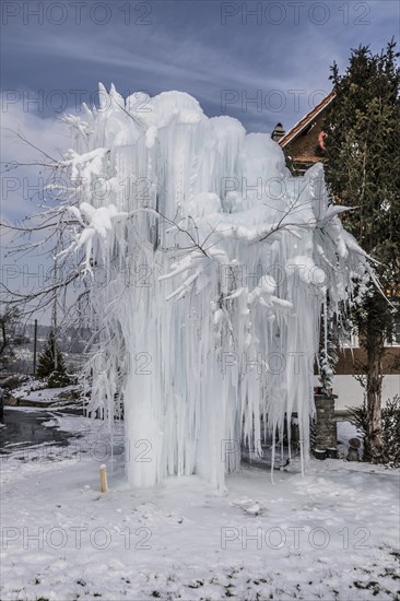 Frozen tree with long icicles