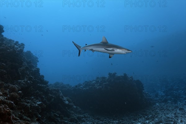 Grey reef shark (Carcharhinus amblyrhynchos) floats over coral reef