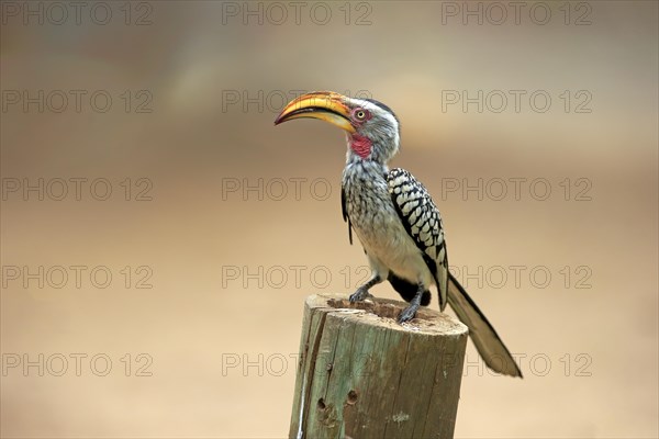 Southern Yellow-billed Hornbill (Tockus leucomelas)