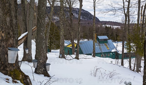 Sugarhouse in spring with buckets on Maple trees