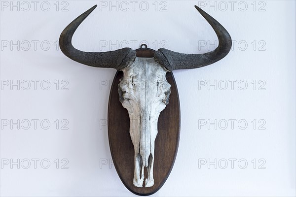 Wildebeests skull (Connochaetes)