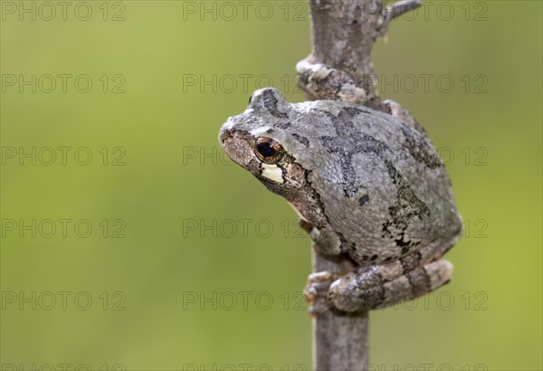 Gray treefrog (Hyla versicolor)