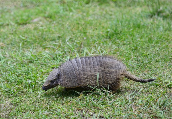 Big hairy armadillo (Chaetophractus villosus) runs in the grass