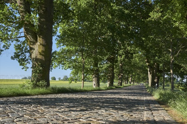 Alley between Putbus and Binz