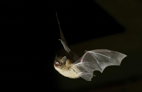 Geoffroy's bat (Myotis emarginatus) in flight at night