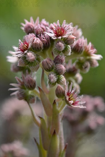 Common Houseleek (Sempervivum tectorum)