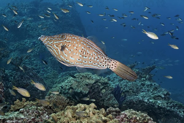 Scrawled filefish (Aluterus scriptus) floats over coral reef