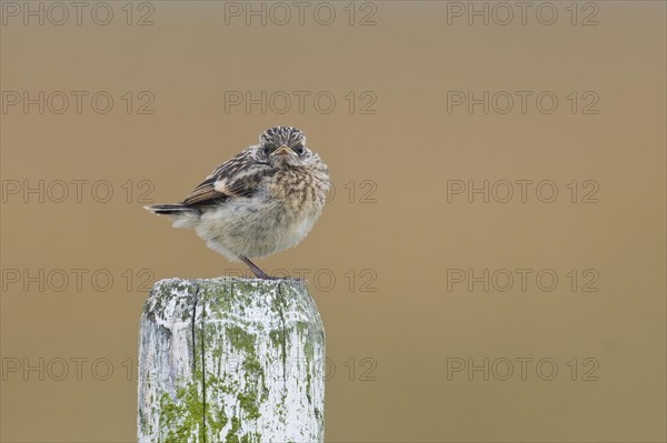 European stonechat (Saxicola rubicola)