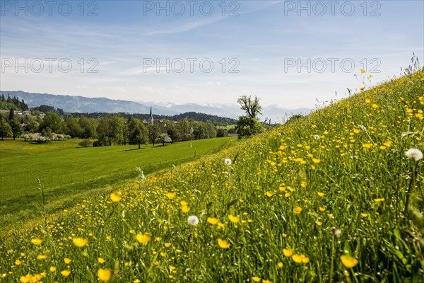 Blooming spring meadow and village