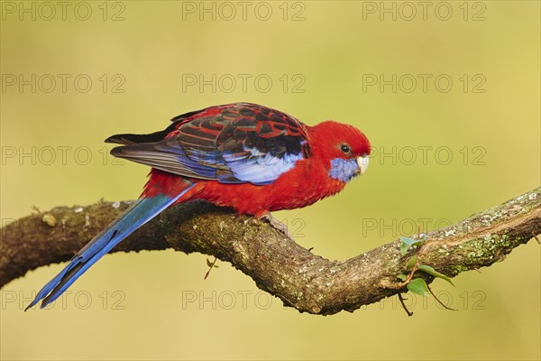 Crimson rosella (Platycercus elegans)