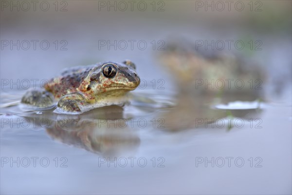 Common spadefootn (Pelobates fuscus) sitting in puddle
