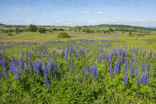 Large-leaved lupin (Lupinus polyphyllus)