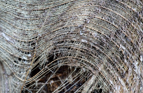Fibers of a palm tree bark
