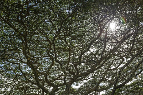 Dense branches with tree moss