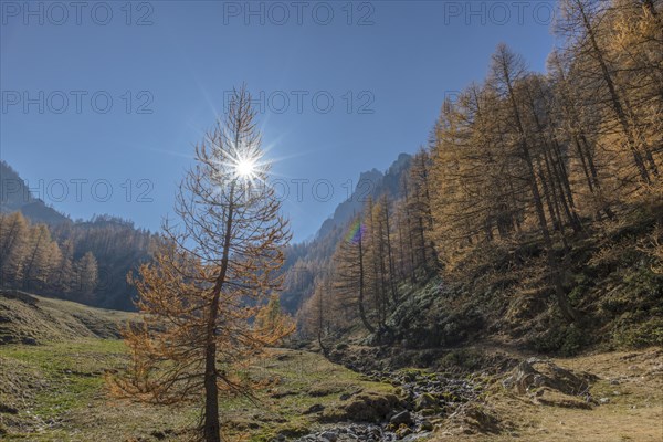 Autumnal Larches (Larix) with solar reflex