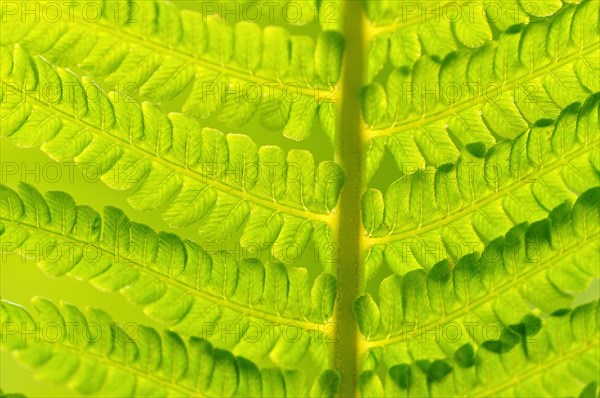 Ostrich Fern (Matteuccia struthiopteris)