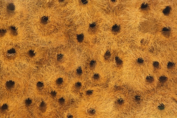 Detail of a communal nest of Sociable Weavers (Philetairus socius) with its numerous chambers