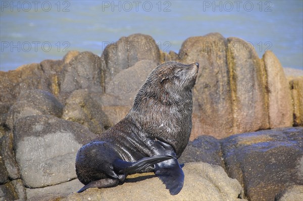 South American sea lion (Otaria flavescens)