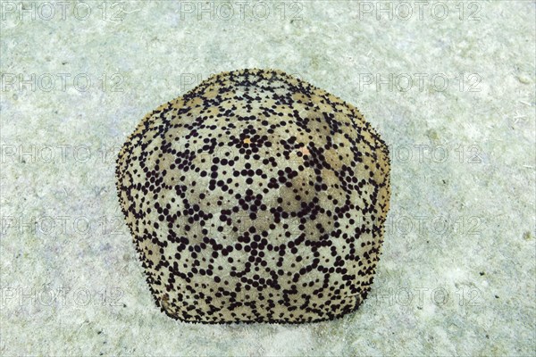 Cushion Star or Spiny cushion star (Culcita schmideliana)