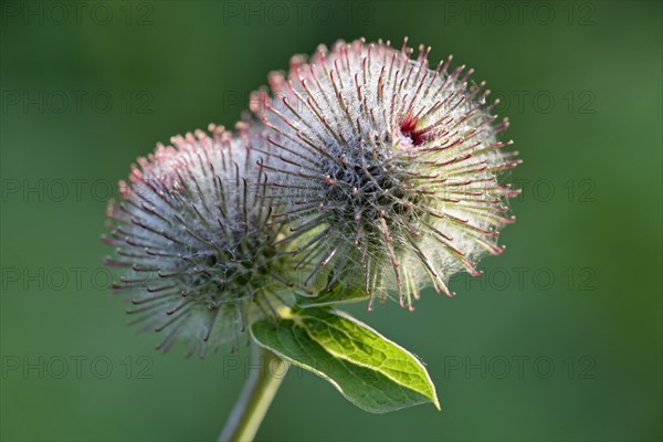 Burdocks (Arctium)