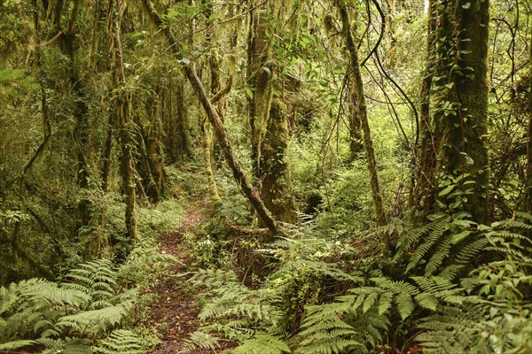 Temperate rain forest