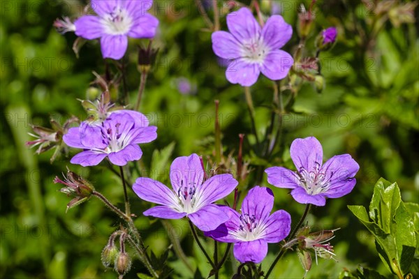 Wood cranesbill (Geranium sylvaticum)