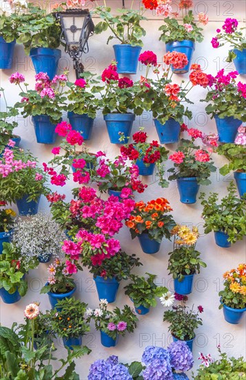 Many flowers in blue flowerpots on a house wall