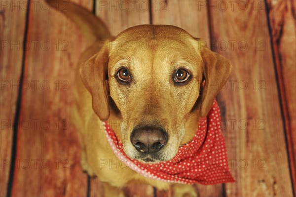 Labrador Retriever