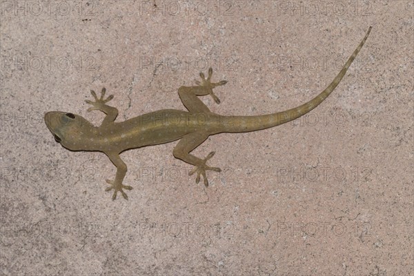 Common four-clawed gecko (Gehyra mutilata) on house wall