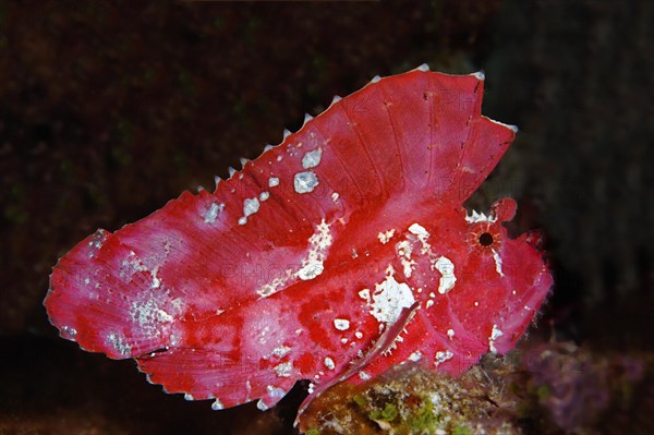 Leaf scorpionfish (Taenianotus triacanthus)