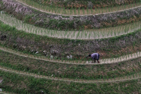 Rice farmer working in a rice cultivation terrace, Dazhai