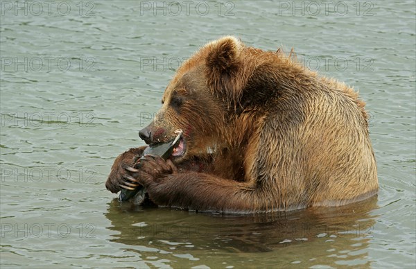 Brown bear