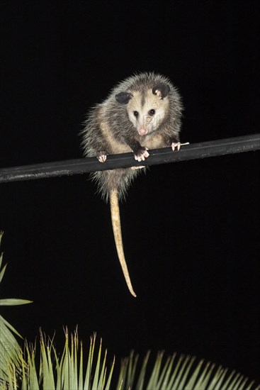 Virginia opossum