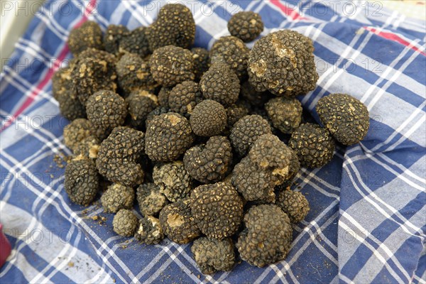 Black Truffle